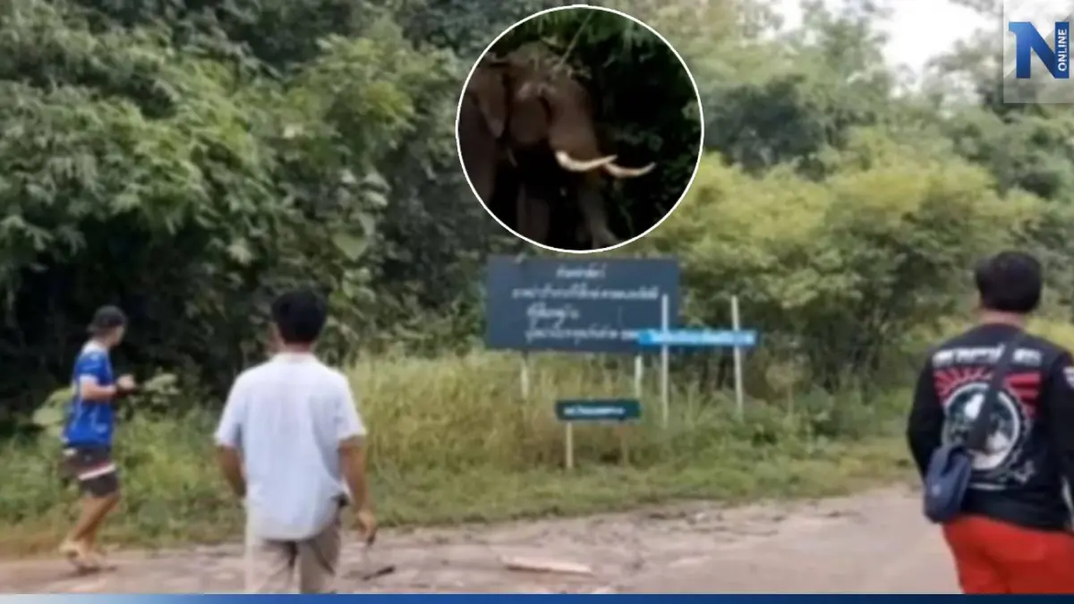 เจ้าหน้าที่ยิงยาสลบช้าง หลังใช้งาแทง กระทืบควาญเลือดร้อนดับ