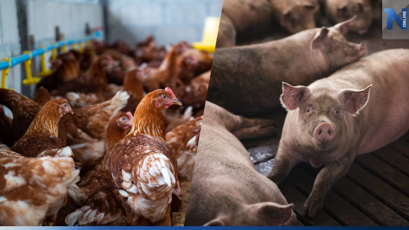 ข่าวดี! ผู้เลี้ยงหมู-ไก่ ยื่นรับเงินช่วยค่าอาหารสัตว์ 1หมื่นบาท ได้ถึง 31 ส.ค.นี้ ข่าวดี! ผู้เลี้ยงหมู-ไก่ ยื่นรับเงินช่วยค่าอาหารสัตว์ 1หมื่นบาท ได้ถึง 31 ส.ค.นี้