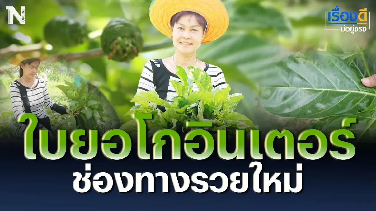ชี้ช่องทางรวยใหม่ ใบยอโกอินเตอร์ ถึงประเทศญี่ปุ่น ชี้ช่องทางรวยใหม่ ใบยอโกอินเตอร์ ถึงประเทศญี่ปุ่น