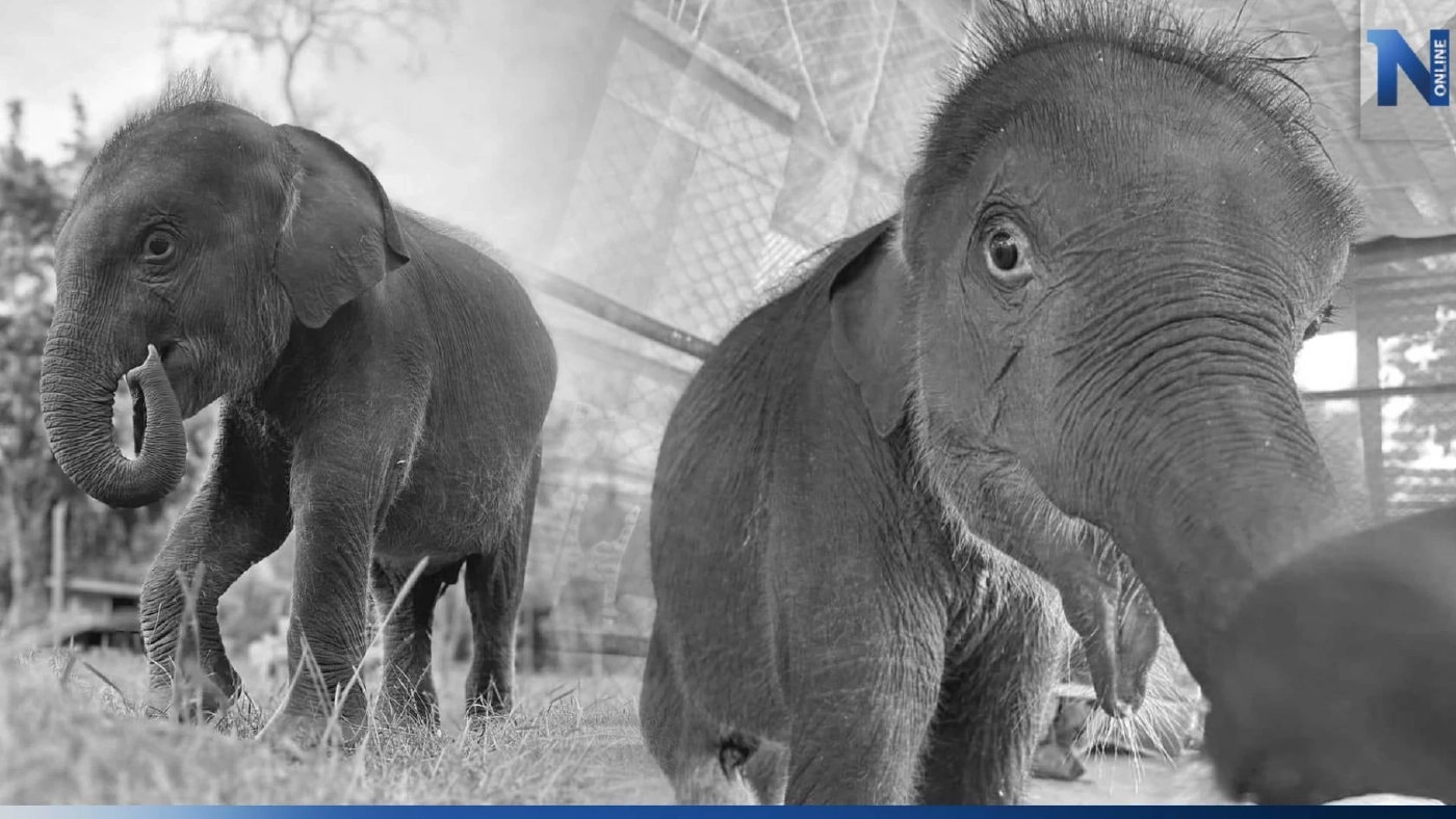 สุดเศร้า "น้องตุลา" ลูกช้างป่าพลัดหลง จากไปอย่างสงบ