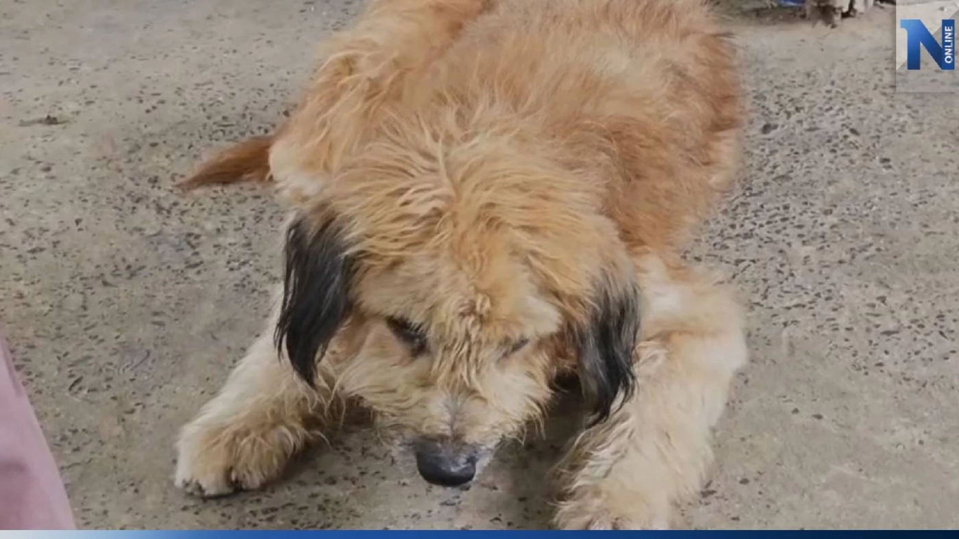 สุดเศร้า หนุ่มใหญ่ดับหน้าบ้าน 2 วัน "เจ้าน้ำตาล" ตูบที่เลี้ยงไว้เฝ้าร่างไม่ห่าง