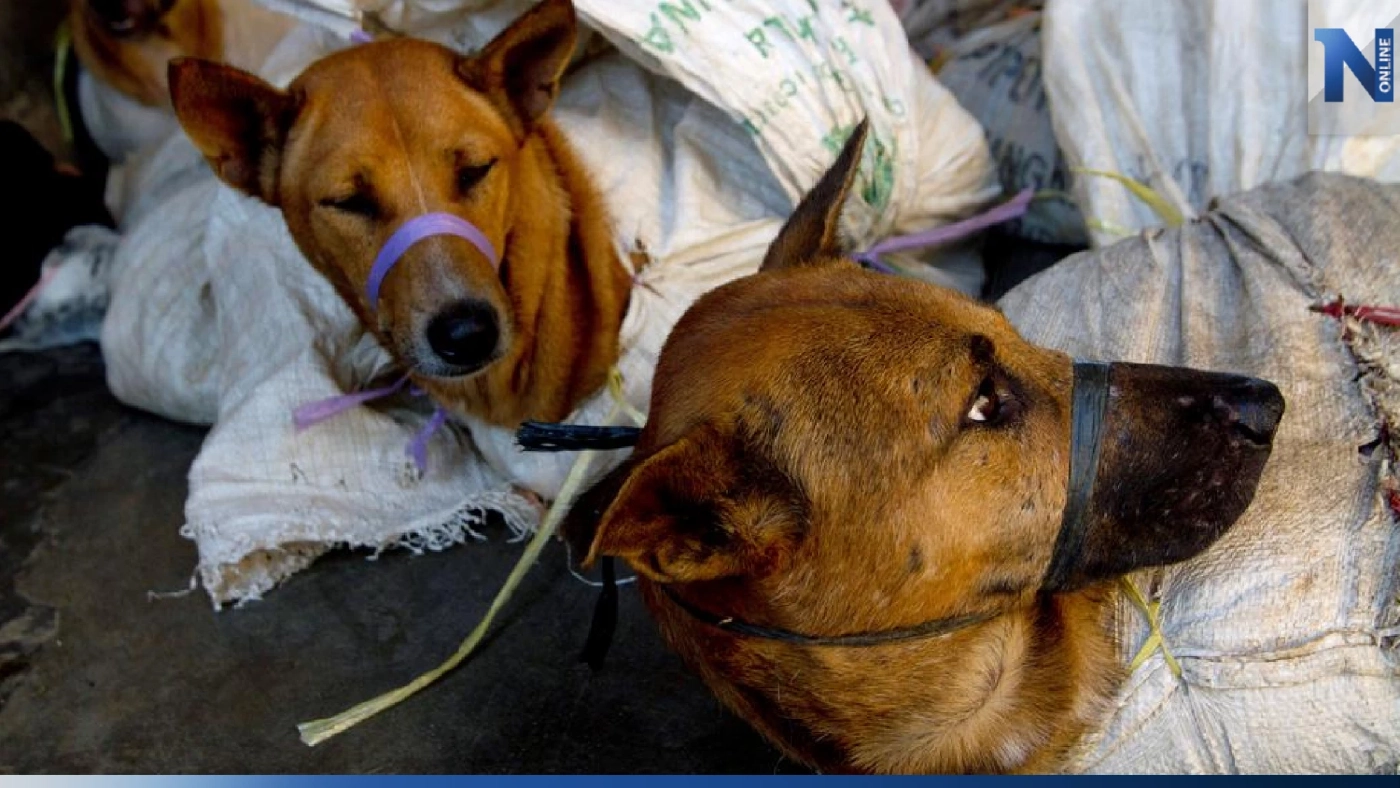 หากินกับ "เนื้อหมา" ควรถึงเวลาต้องสิ้นสุด