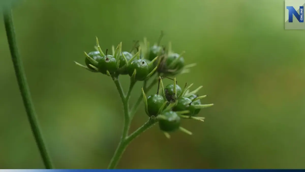 รู้จัก "ก้อมอาจารย์น้อย" พืชชนิดใหม่ของโลก ที่กรมอุทยานฯ - ม.รามคำแหง ค้นพบ