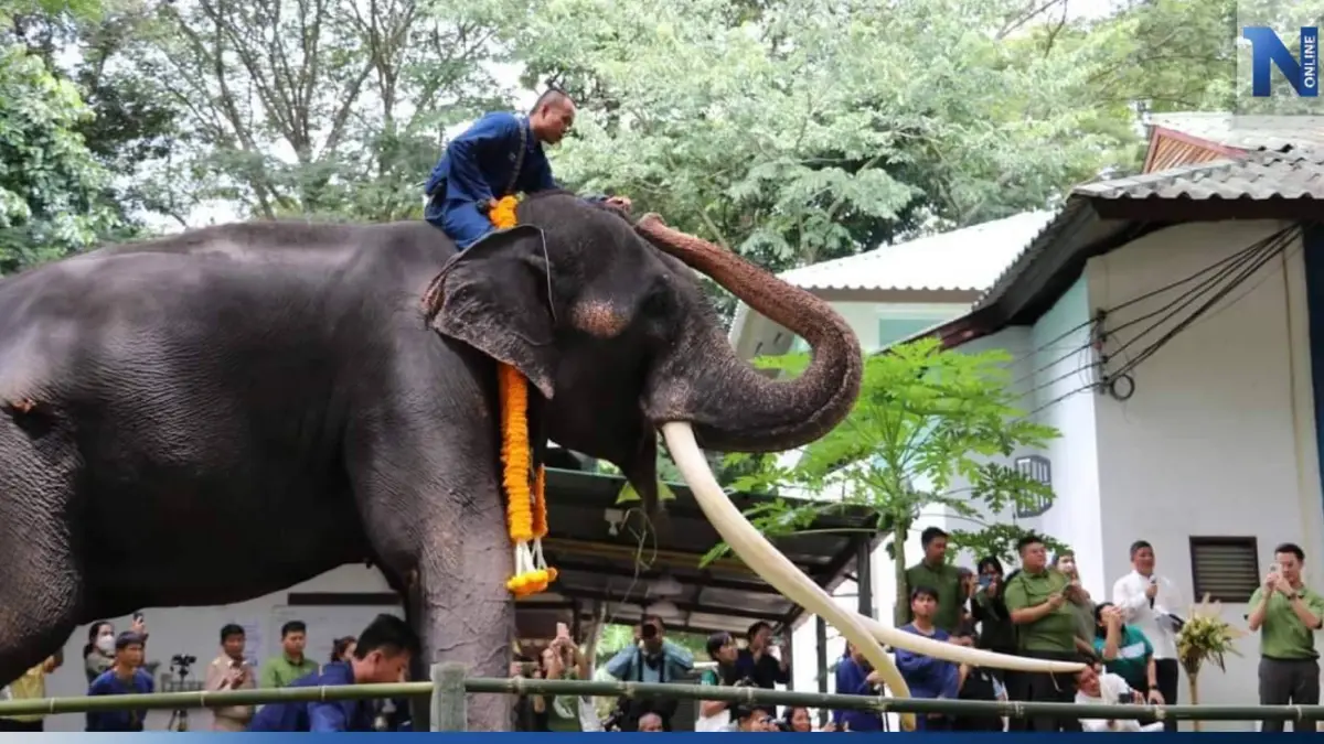 จัดพิธีฮ้องขวัญ "พลายศักดิ์สุรินทร์" ก่อนเปิดให้ประชาชนเข้าชม 29 ส.ค.นี้ (มีคลิป)