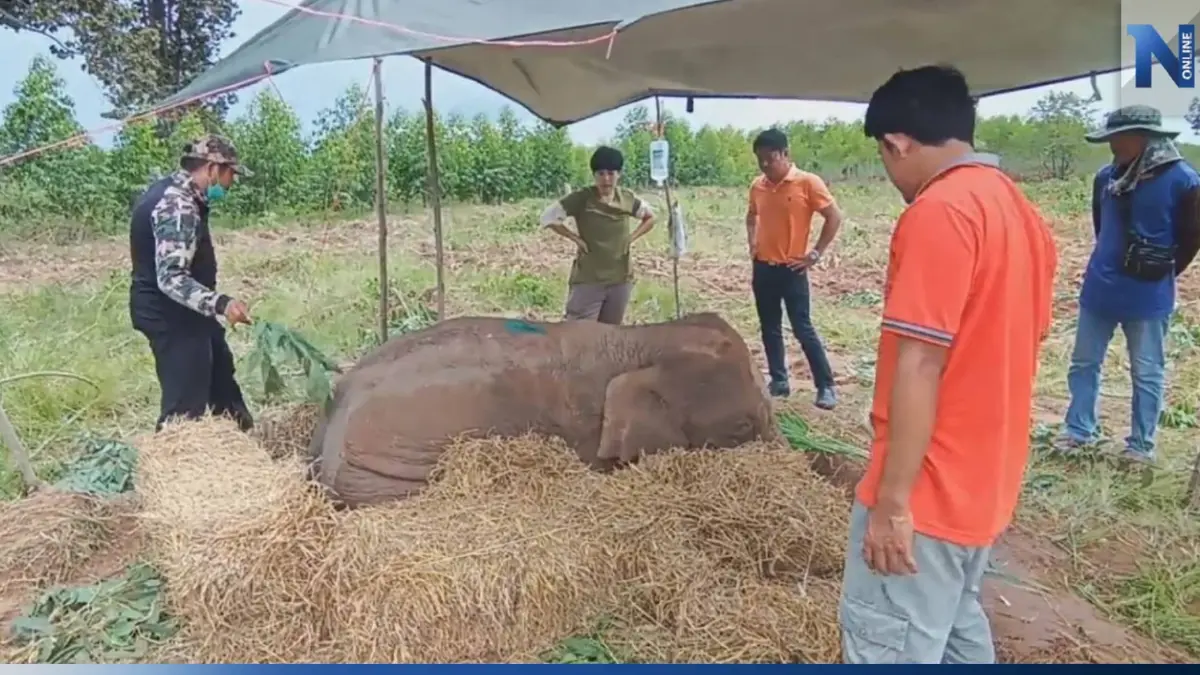 เร่งช่วยลูกช้างป่า นอนป่วยปริศนา กลางไร่มันฯโคราช พร้อมเจาะเลือดหาสาเหตุ