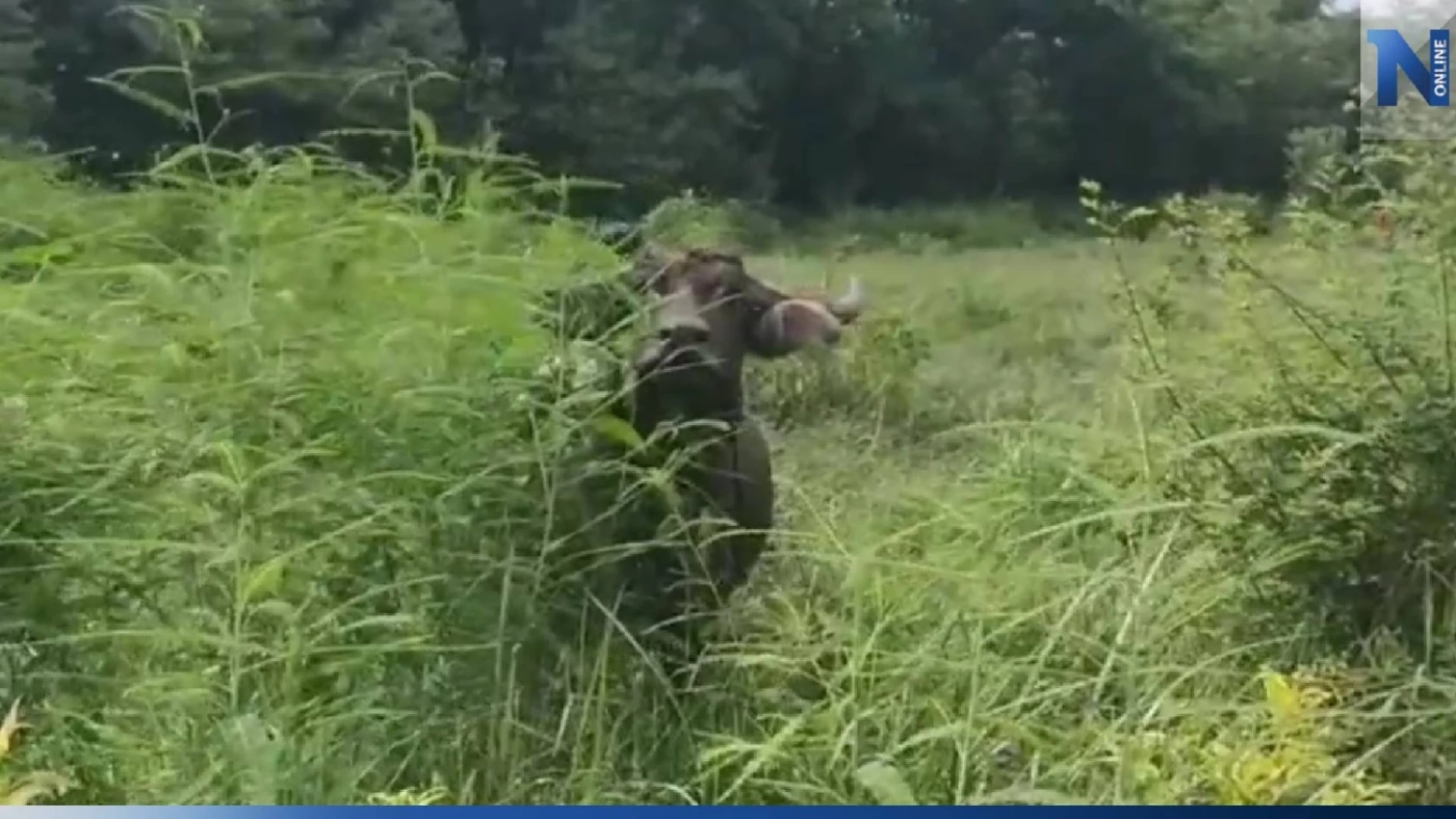 หนุ่มอุดรฯ ตกใจสุดขีด ควายงามหายทีเดียว 7 ตัว สุดท้ายตามหาจนเจอ