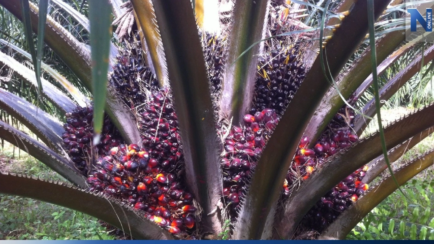 นวัตกรรมปาล์มน้ำมันเมืองสุราษฎร์ ต้นแบบยกระดับการผลิต-สร้างมูลค่าเพิ่ม