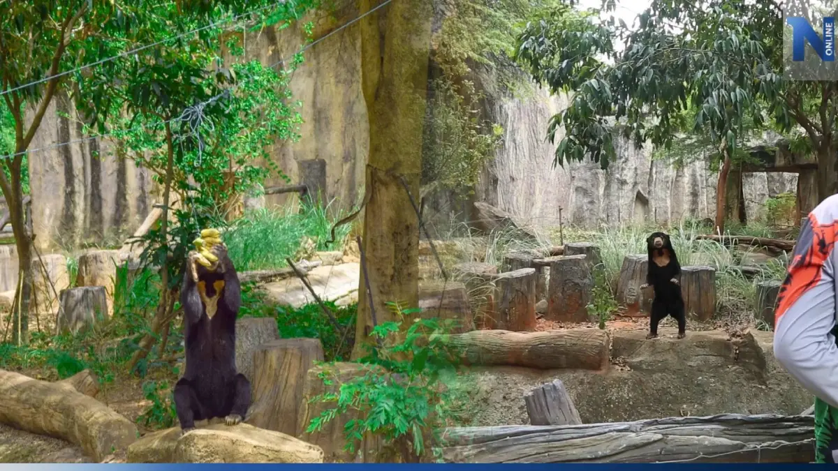 สวนสัตว์โคราช ไขข้อสงสัย "หมีหมา" ยืน-เดินเหมือนมนุษย์ ได้หรือไม่