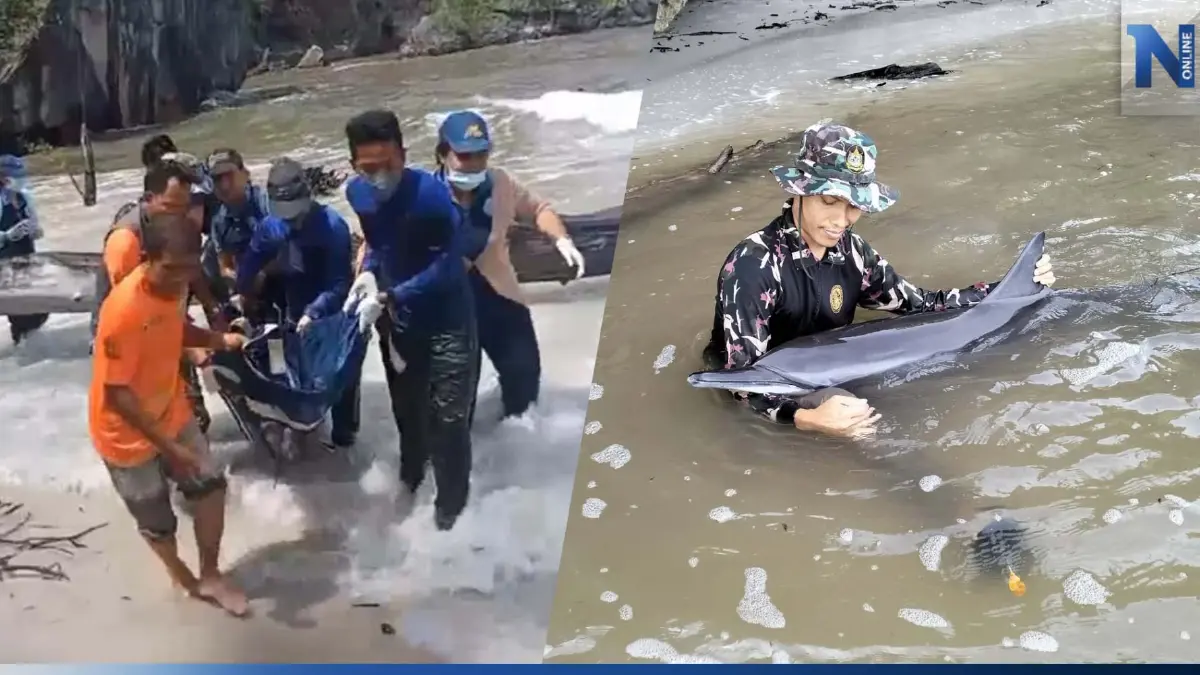 จนท.อุทยานฯ หาดเจ้าไหม ช่วยชีวิตโลมาหลงฝูง เกยตื้นหาดสั้น จ.ตรัง จนท.อุทยานฯ หาดเจ้าไหม ช่วยชีวิตโลมาหลงฝูง เกยตื้นหาดสั้น จ.ตรัง