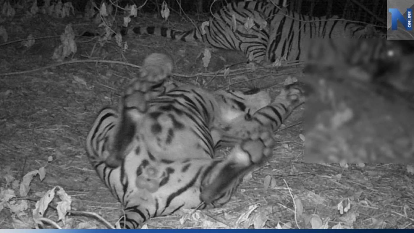 เปิดภาพหาชมยาก ครอบครัว "เสือโคร่ง" ชวนกันดินเนอร์หน้ากล้องดักถ่าย