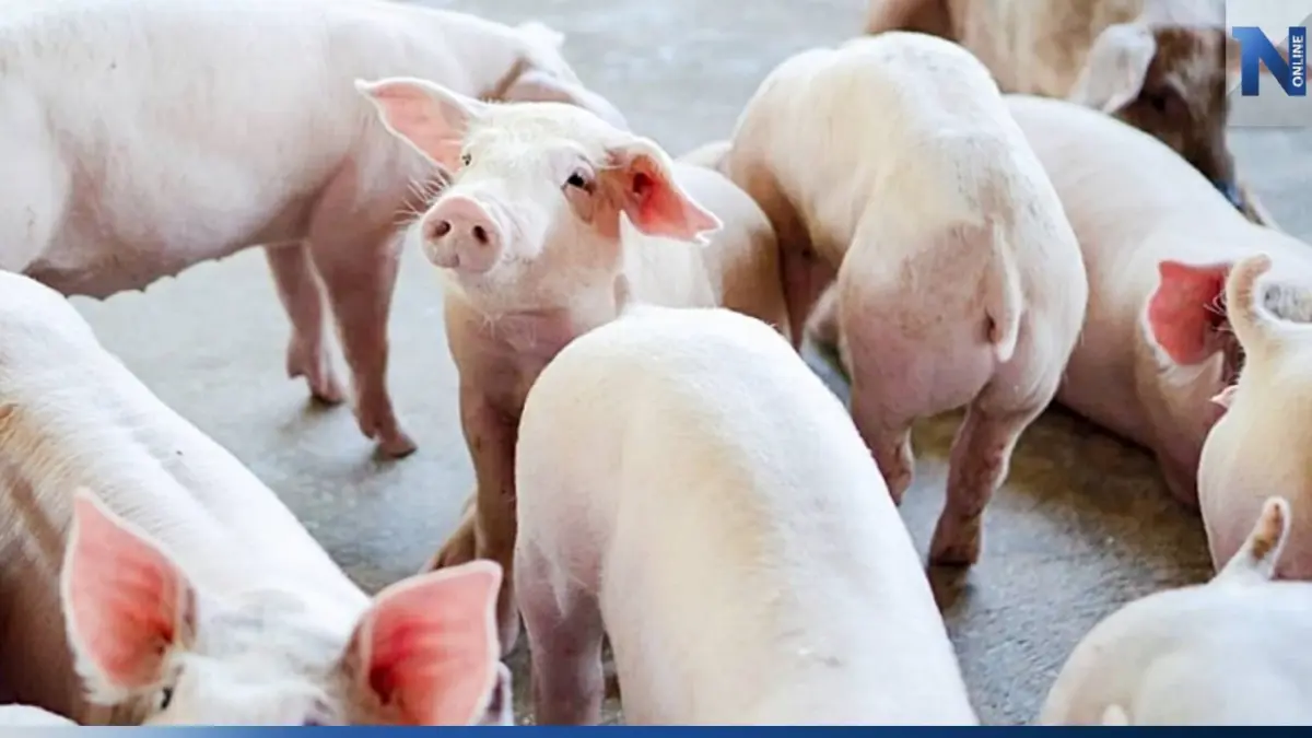ราคาหมูเป็น ขยับขึ้นกิโลละ 2 บาท หลังบราซิลงดส่งหมูเข้าไทยกว่า 6 เดือน ราคาหมูเป็น ขยับขึ้นกิโลละ 2 บาท หลังบราซิลงดส่งหมูเข้าไทยกว่า 6 เดือน