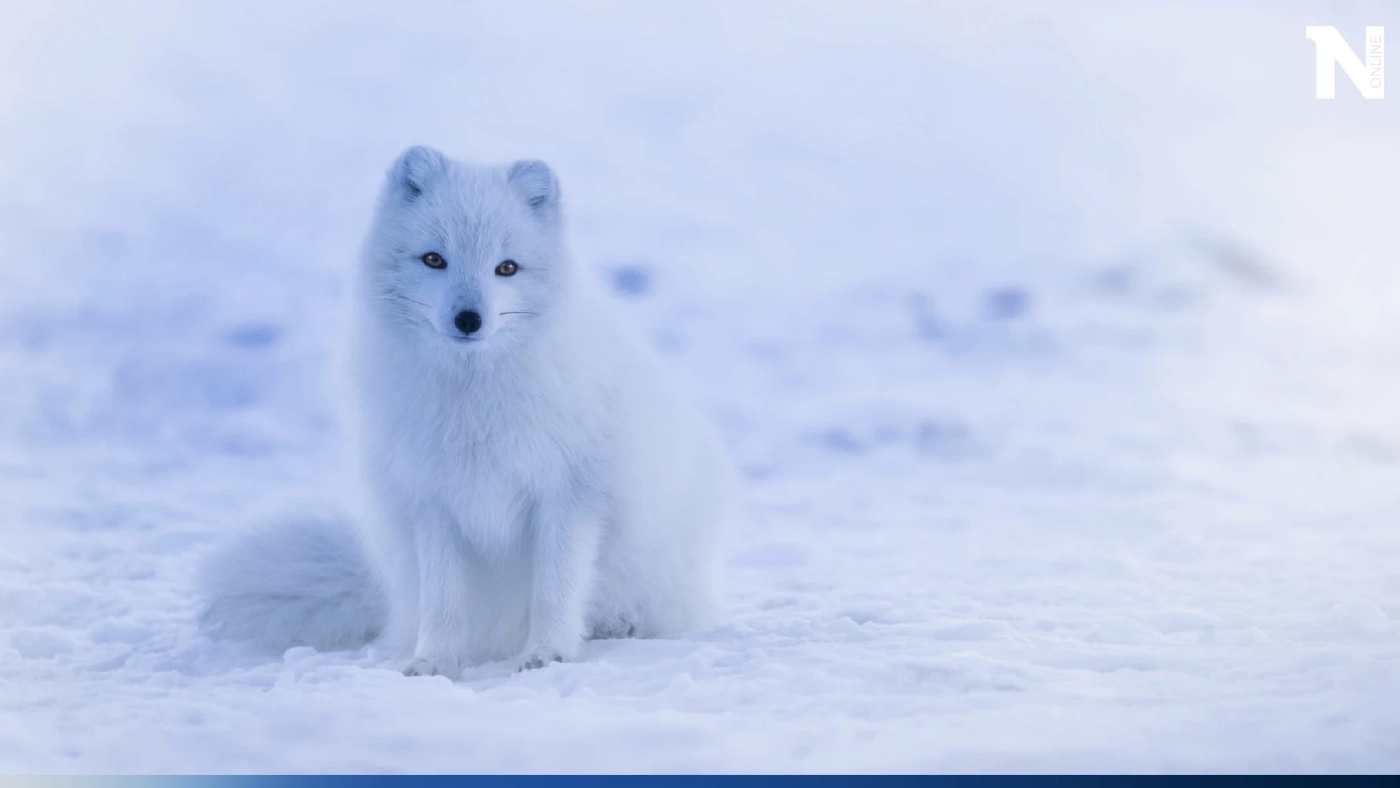 จิ้งจอกอาร์กติก ลดจำนวนประชากรลงจำนวน เหตุน้ำแข็งขั้วโลกหดหายทุกขณะ 
