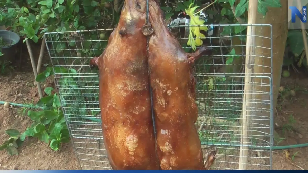 ส่องอาชีพเลี้ยงหนูพุกใหญ่ สายพันธุ์พัฒนา แบบออแกนิค พร้อมเผยเมนูไฮไลท์