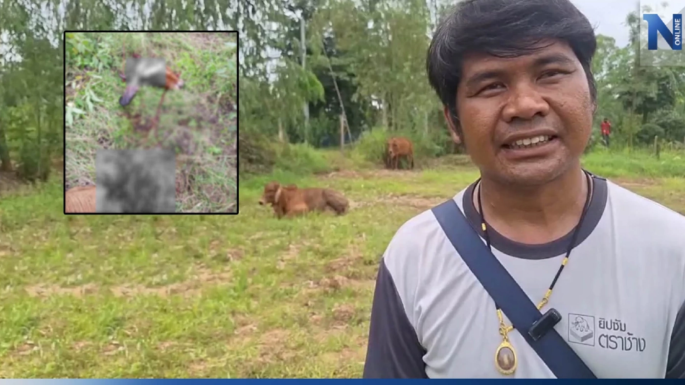 ชาวบ้านผวา ตัดคอวัวแม่ลูกอ่อน ถึงขั้นขายวัวทิ้งยกฝูง วอนตำรวจเร่งล่าโจร