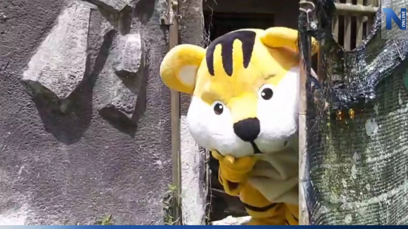 สวนสัตว์เขาเขียว เล่นใหญ่! จนท.จัดเต็มสวมบท "เสือโคร่ง" ซ้อมแผนรับมือสัตว์หลุด