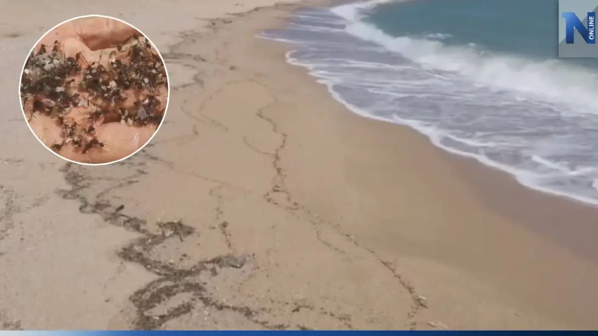ผงะ! "แมลง" นับล้านตัว ลอยตายเกลื่อนหาดระยอง