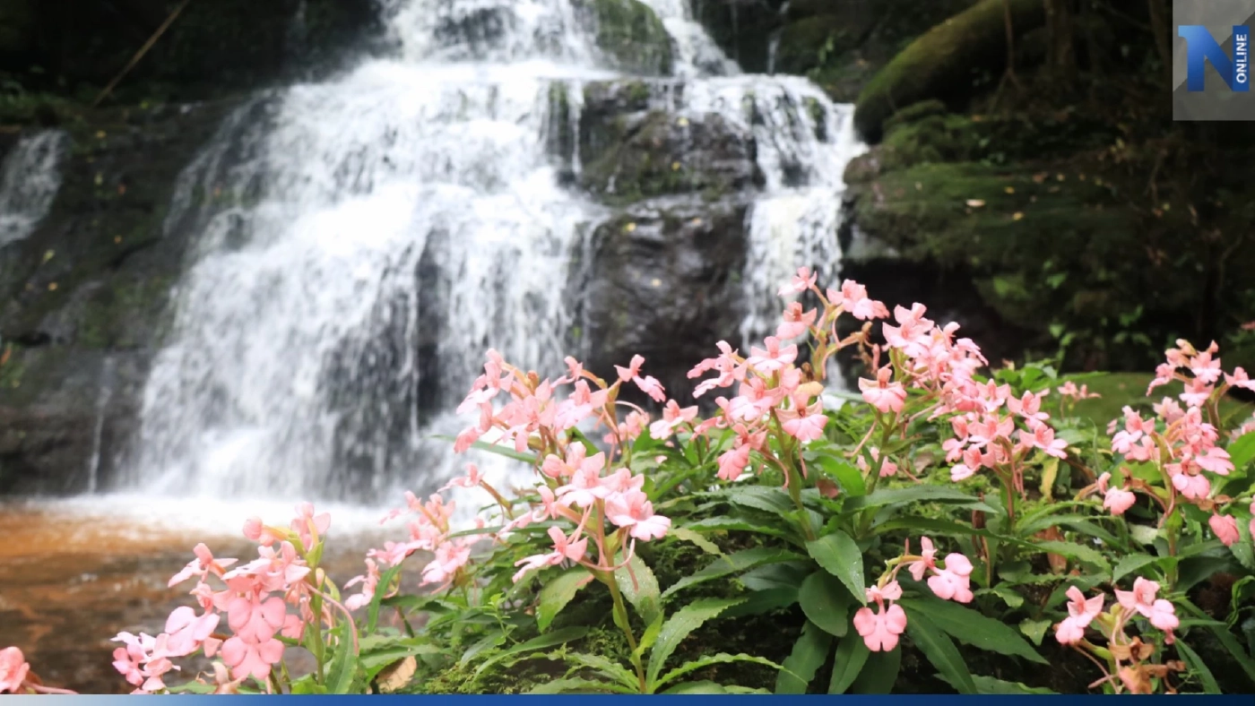 หาชมยาก "ดอกลิ้นมังกร" สีชมพูสด หน้าน้ำตกหมันแดง หนึ่งปีมีครั้งเดียว หาชมยาก "ดอกลิ้นมังกร" สีชมพูสด หน้าน้ำตกหมันแดง หนึ่งปีมีครั้งเดียว