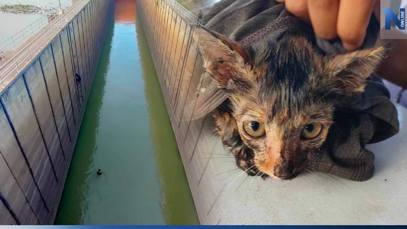 ชื่นชม! รปภ. ช่วยลูกแมวตกประตูเขื่อนเจ้าพระยา ลึกกว่า 40 เมตร