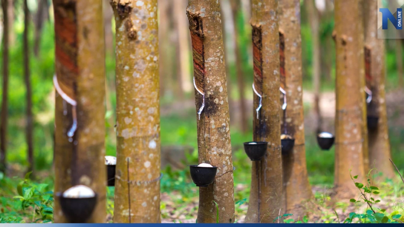 ชาวสวนยางจ่อร้องศาลปกครอง หลังเกณฑ์เก็บภาษีที่ดิน ต้องปลูกยางขั้นต่ำ 80 ต้นต่อไร่