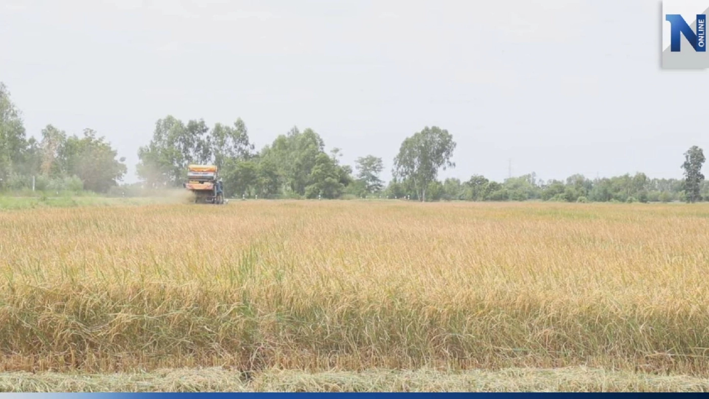 ชาวนาพิจิตร เร่งเก็บเกี่ยวข้าว หวั่นผลผลิตเสียหายจากพายุฝน ชาวนาพิจิตร เร่งเก็บเกี่ยวข้าว หวั่นผลผลิตเสียหายจากพายุฝน