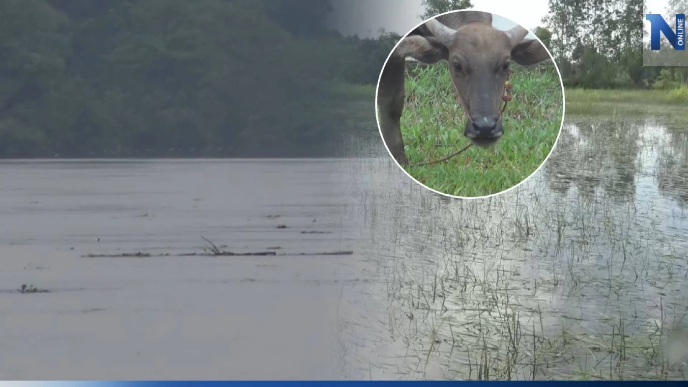 "บึงกาฬ" น้ำโขงลด แต่ยังกระทบชาวประมง-ชาวนา-สัตว์เลี้ยง