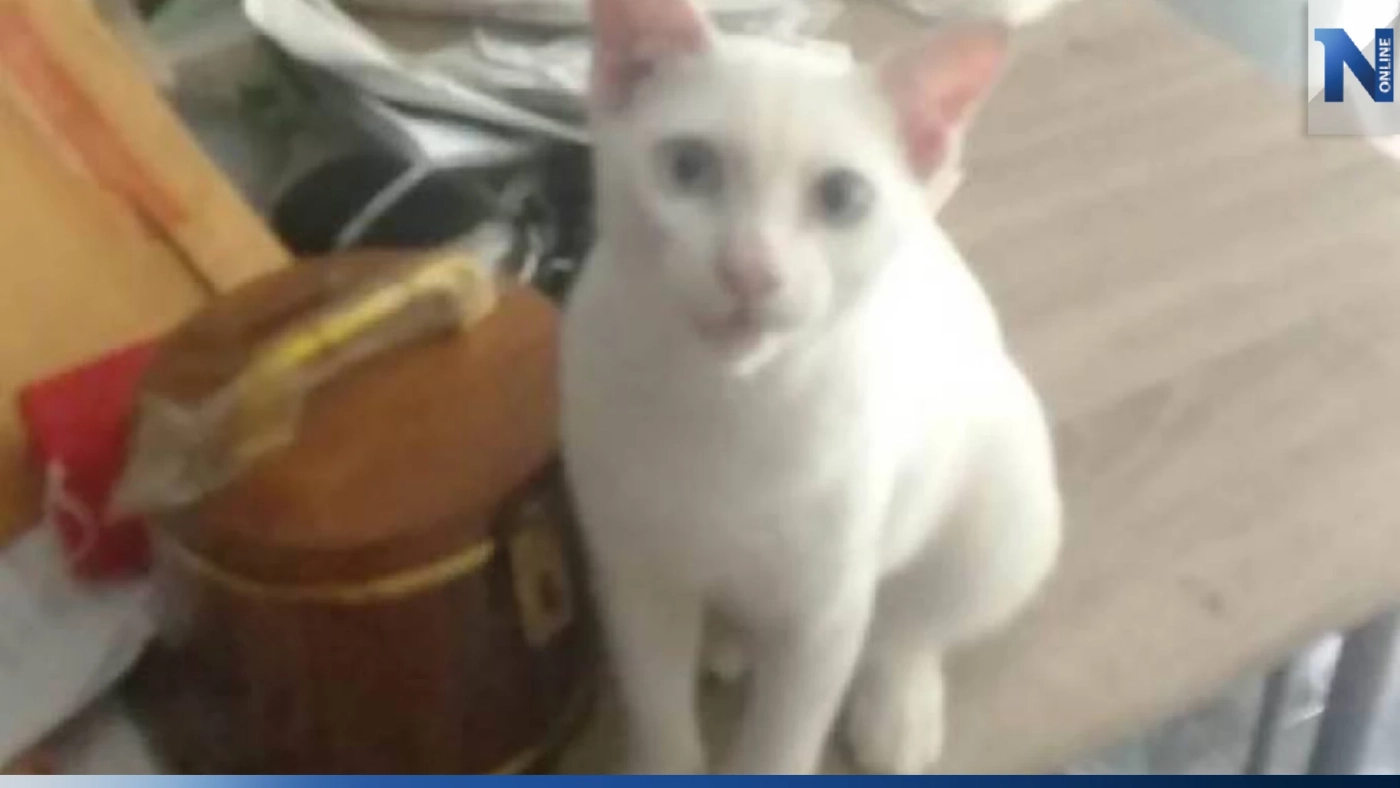 ใครไม่เป็นไม่รู้ หนุ่มร้องทุกข์ ถูก ตร.เรียกค้นรถ ทำ "แมว" รักโดดหายเข้าป่า