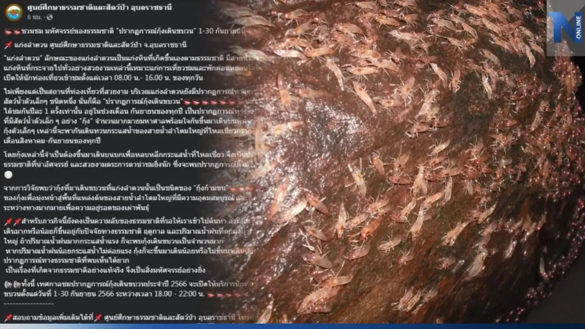 มหัศจรรย์! ชวนชม "ปรากฏการณ์กุ้งเดินขบวน" ที่แก่งลำดวน มหัศจรรย์! ชวนชม "ปรากฏการณ์กุ้งเดินขบวน" ที่แก่งลำดวน