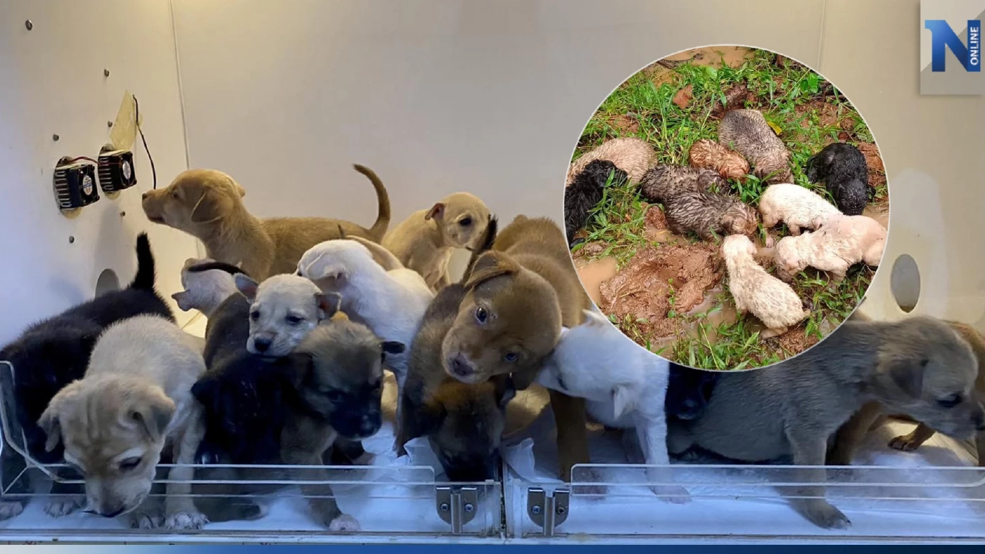 ได้บ้านครบแล้ว ลูกสุนัข 19 ตัว ถูกทิ้งตากฝนในป่าข้างโรงเรียน