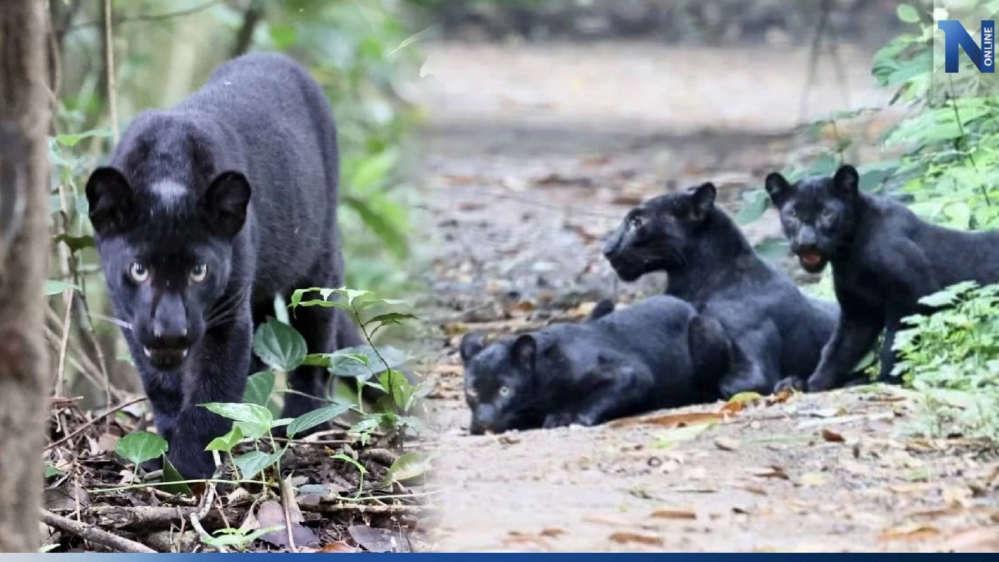 เปิดภาพสุดน่ารัก ครอบครัว "เสือดำ" ในอุทยานแห่งชาติแก่งกระจาน