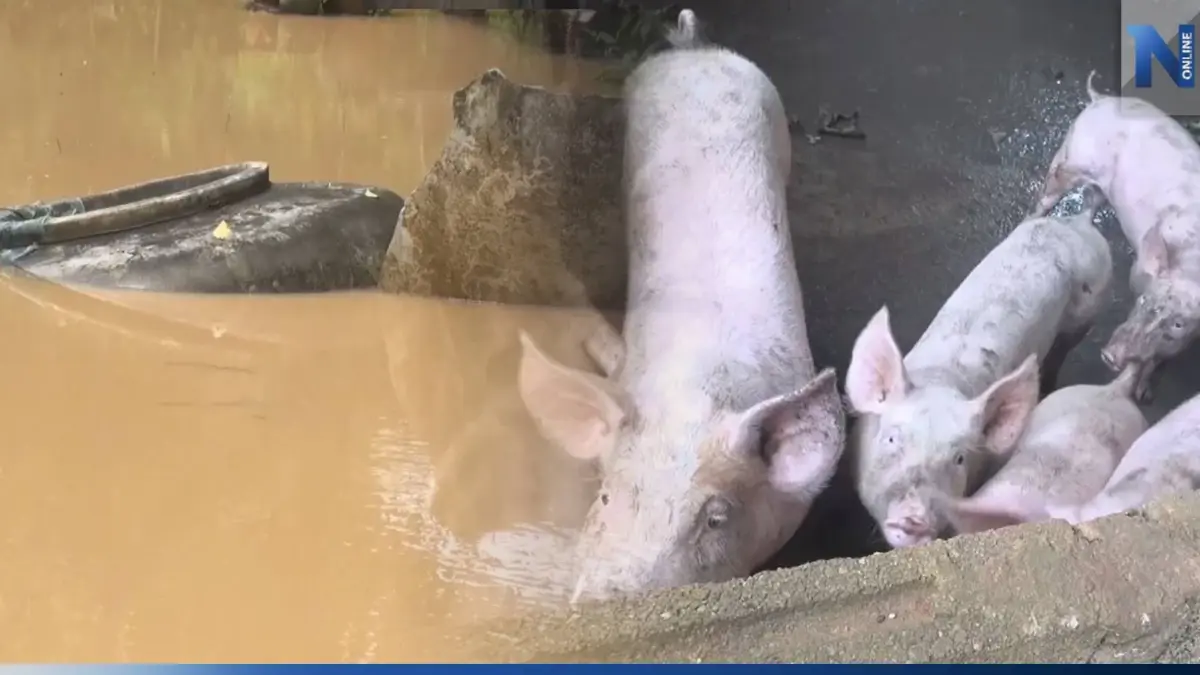 ตรังฝนตกหนัก น้ำป่าหลากเข้าท่วม 2 อำเภอ ชาวบ้านเฝ้าระวัง-เตรียมย้ายหมูหนีน้ำ ตรังฝนตกหนัก น้ำป่าหลากเข้าท่วม 2 อำเภอ ชาวบ้านเฝ้าระวัง-เตรียมย้ายหมูหนีน้ำ