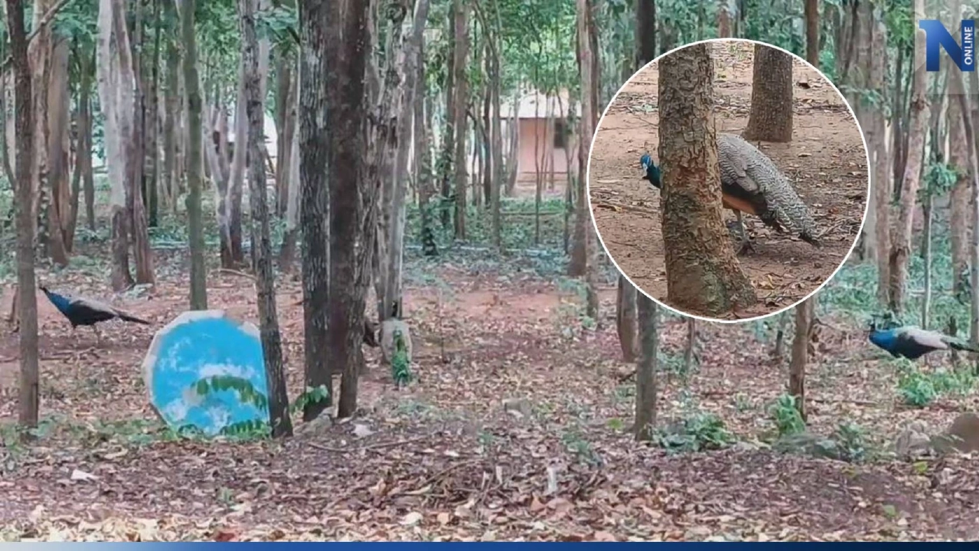 ทึ่ง! นกยูงฝูงใหญ่ อาศัยในวัดดังเมืองโคราช