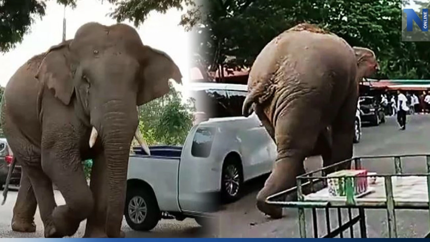 เปิดคลิป "พลายแคระ" บุกวัดเขาใหญ่ แม่ชีเชื่อคงอยากมาร่วมทำบุญ เปิดคลิป "พลายแคระ" บุกวัดเขาใหญ่ แม่ชีเชื่อคงอยากมาร่วมทำบุญ