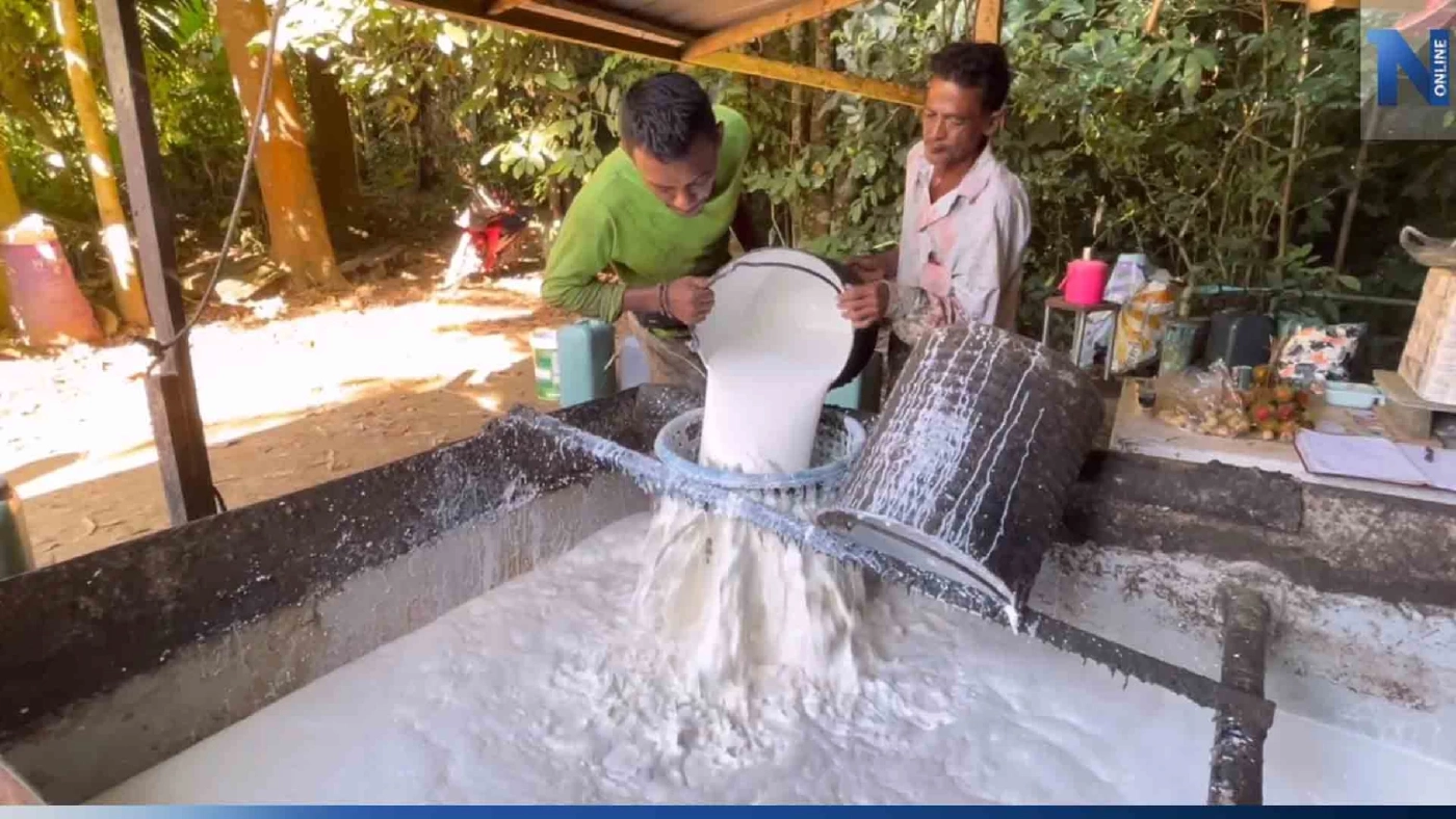 ชาวสวนยางตรัง หนุนเพื่อไทยเป็นรัฐบาล หวังราคาน้ำยางดีขึ้น กก.ละ 100 บาท ชาวสวนยางตรัง หนุนเพื่อไทยเป็นรัฐบาล หวังราคาน้ำยางดีขึ้น กก.ละ 100 บาท