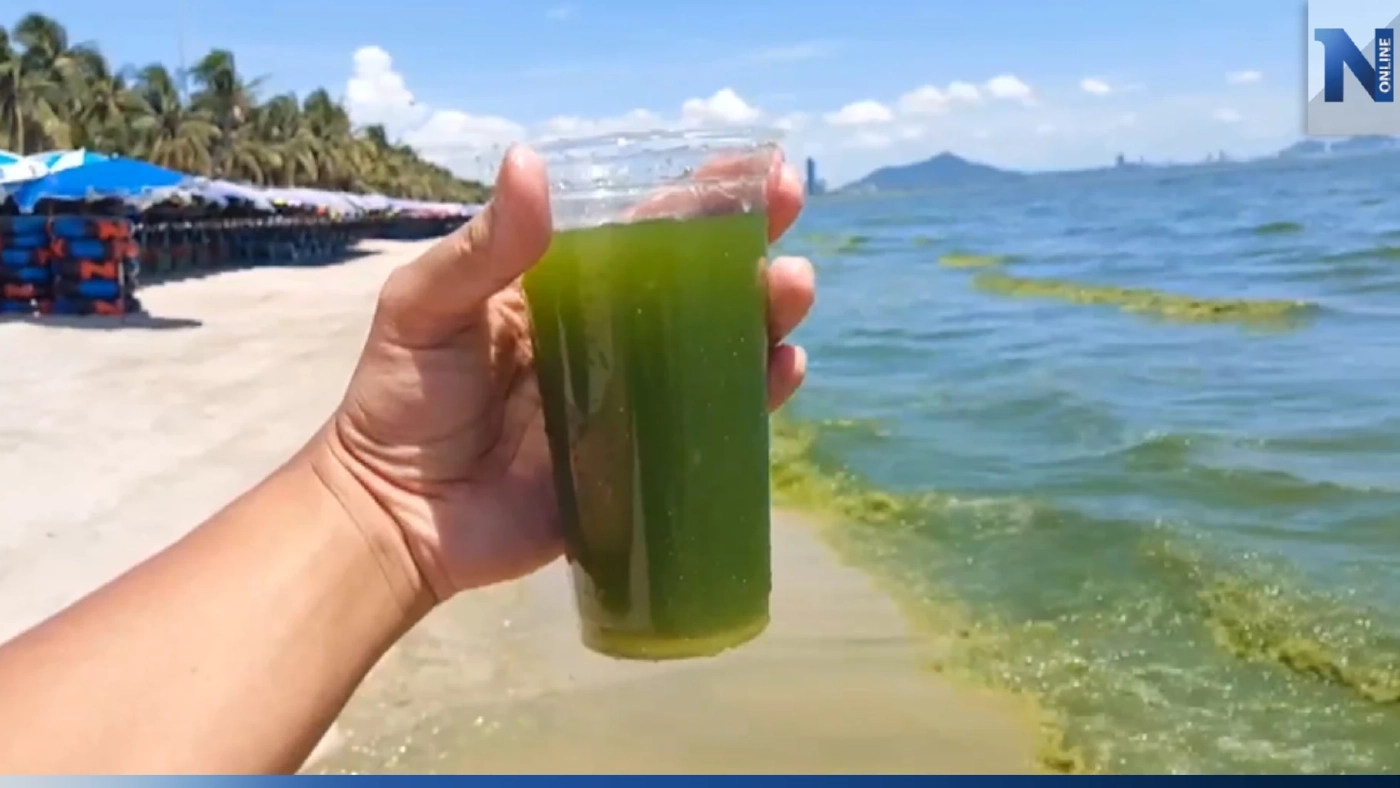 ช็อตฟีล! ทะเลบางแสน กลายเป็นชาเขียว จาก "แพลงก์ตอนบลูม" นทท.ไม่กล้าเล่นน้ำ