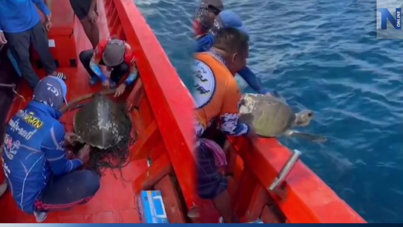 นักตกปลา เผยคลิปช่วยชีวิต "เต่าทะเล" ติดขยะซากอวนประมง นักตกปลา เผยคลิปช่วยชีวิต "เต่าทะเล" ติดขยะซากอวนประมง