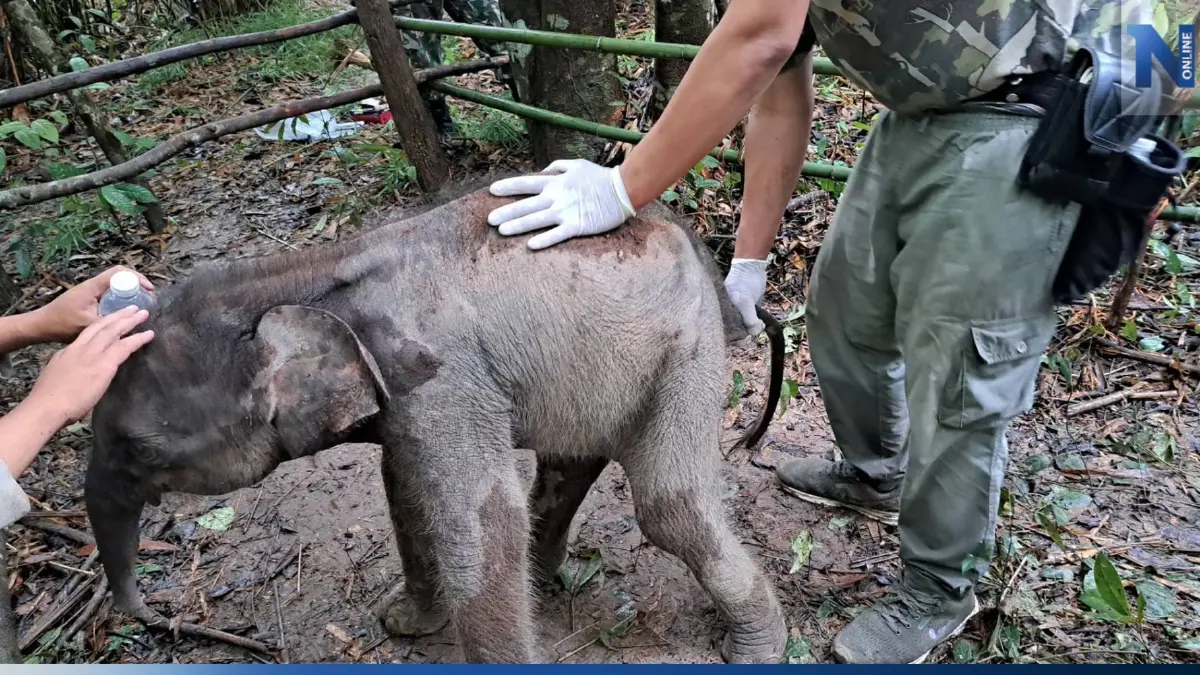 พบลูกช้างป่าภูวัว อายุ 2 เดือน พลัดหลงกลางทุ่งนา โขลงแม่ยังไม่มารับ