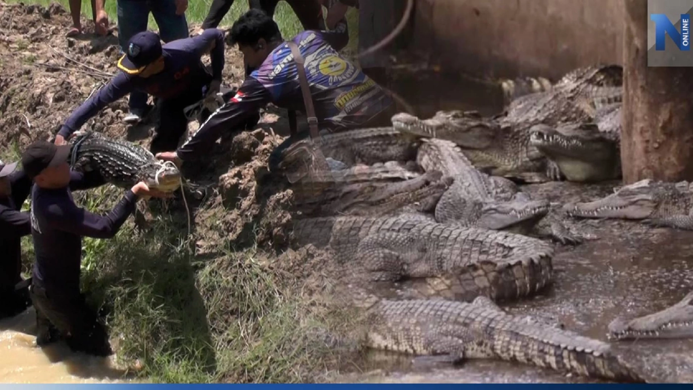 ยังว้าวุ่นอยู่! เร่งจับจระเข้ หลังพายุซัดกำแพงพัง ทำหลุดฟาร์มที่สุพรรณฯ นับ 30 ตัว