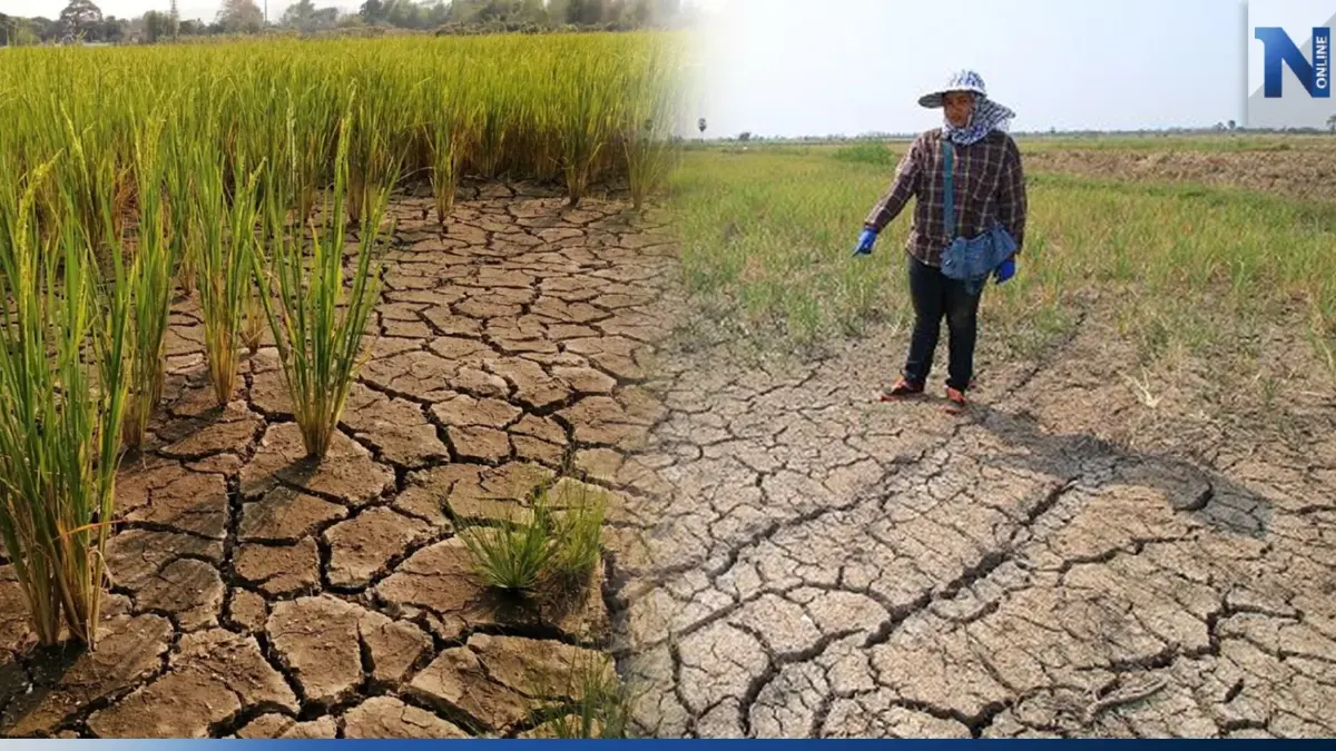 กรมชลประทานผวาภัยแล้ง วอน 'งดปลูก' ข้าวนาปี