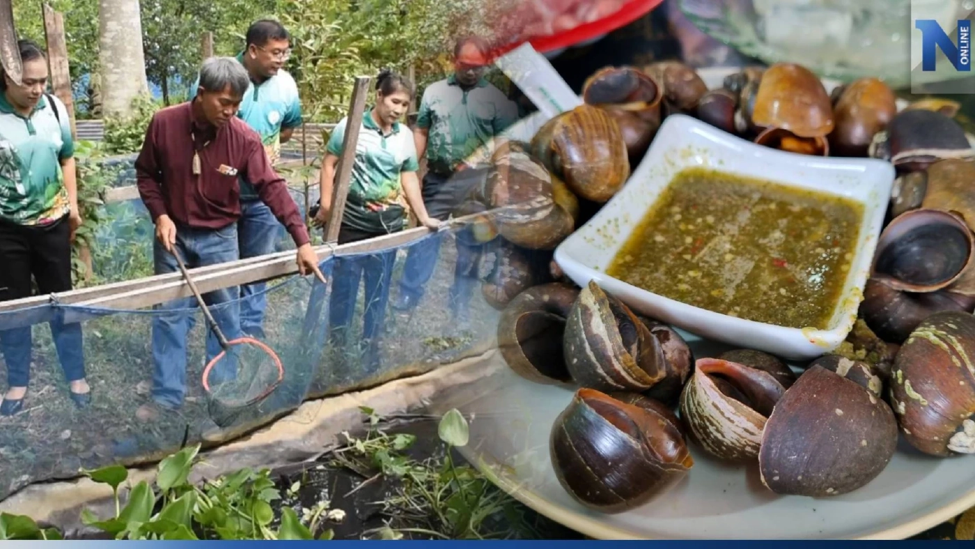 "หอยเป๋าฮื้อน้ำจืด" เลี้ยงง่าย ต้นทุนต่ำ สร้างรายได้งาม "หอยเป๋าฮื้อน้ำจืด" เลี้ยงง่าย ต้นทุนต่ำ สร้างรายได้งาม