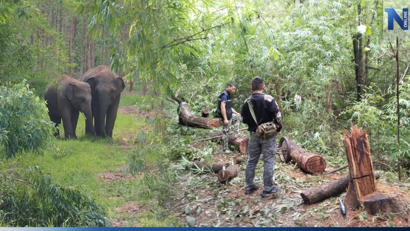 สุดอันตราย! ผญบ.ภูกระดึง เข้าจับลักลอบตัดไม้ ถูก "ช้างป่า" ทำร้ายเจ็บสาหัส