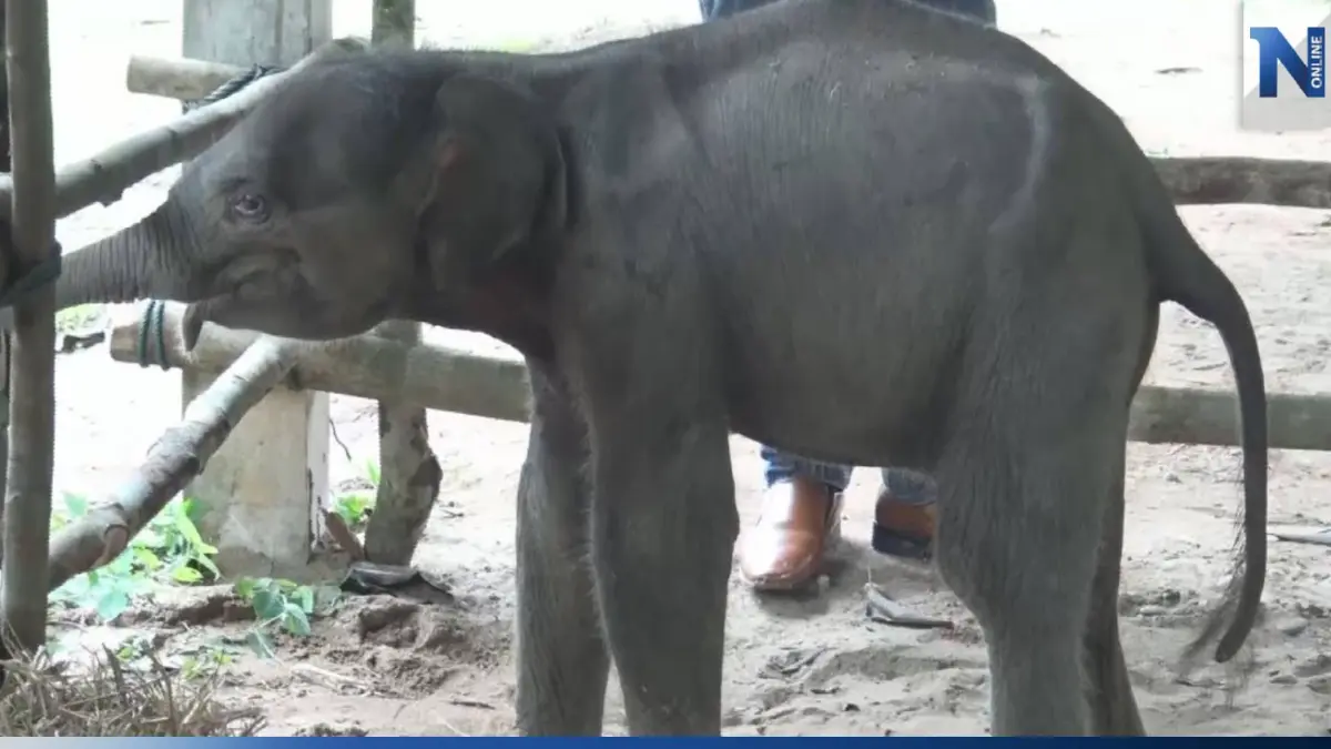 "ลูกช้างป่าภูวัว" พลัดหลง ร่างกายยังค่อนข้างอ่อนแอ สัตวแพทย์ดูแลใกล้ชิด