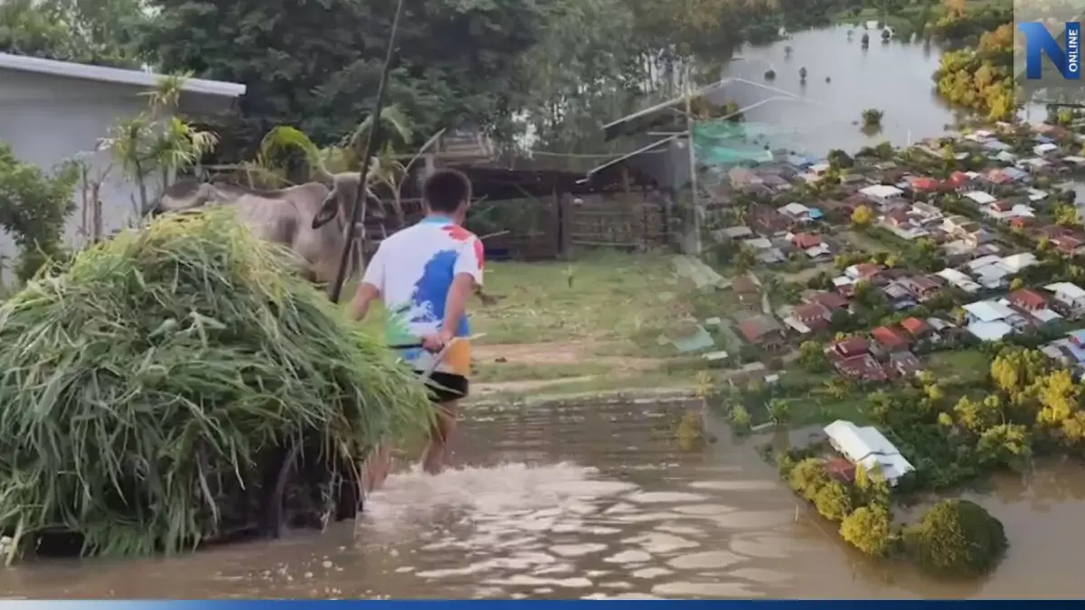 ชาวบ้านร้อยเอ็ด วอน รมว.เกษตร ช่วยเหลือ หลังน้ำท่วมนับสัปดาห์ อาหารสัตว์ขาดแคลน