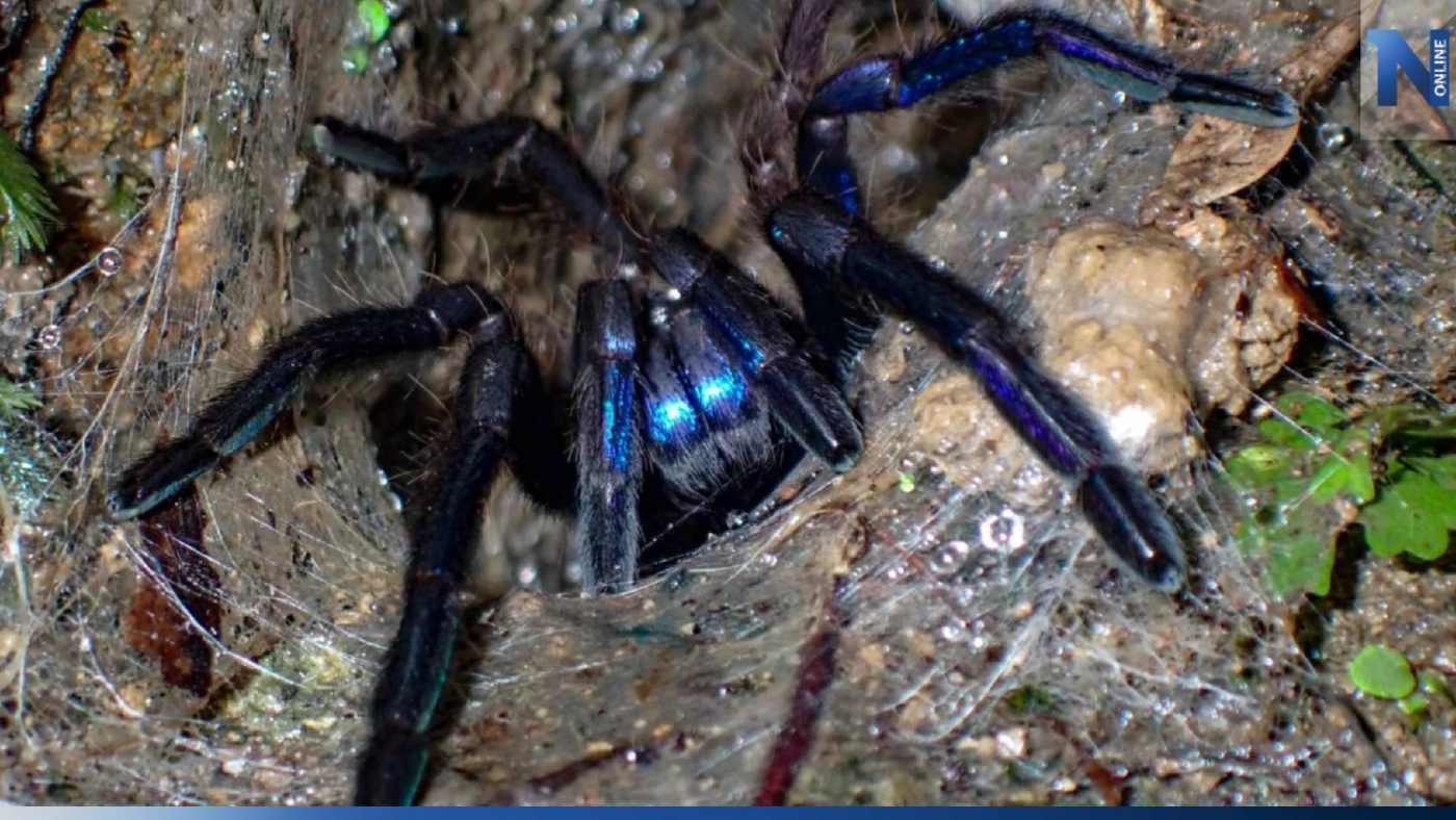 ทำความรู้จัก บึ้งไทยชนิดใหม่ ที่สวยสุดในโลก กับชื่อสุดเท่ "บึ้งประกายสายฟ้า"