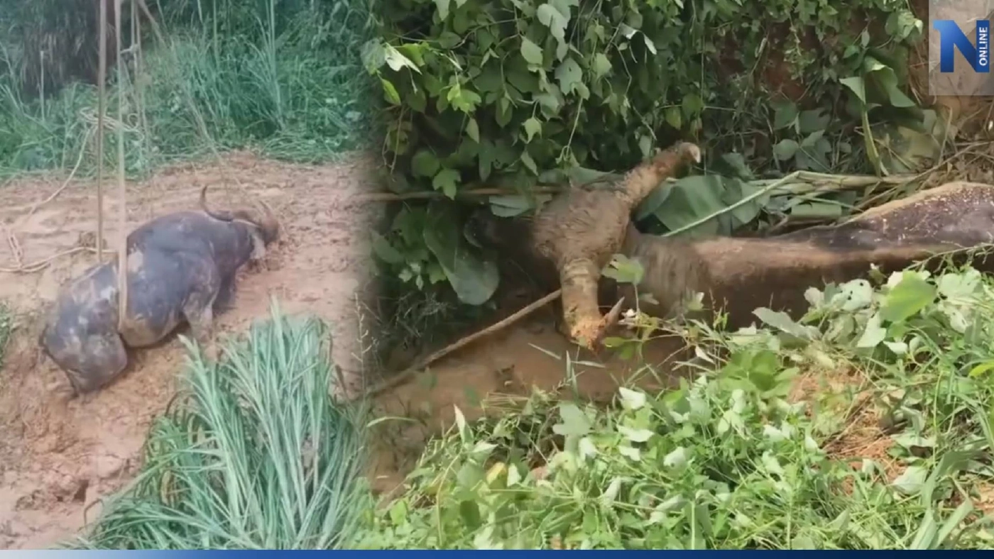 เปิดนาทีชีวิต จนท.ช่วยเหลือ "กระทิงป่า" ตกบ่อโคลน ได้อย่างปลอดภัย (มีคลิป)