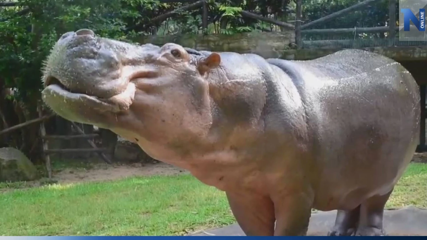 เตรียมฉลองวันเกิด "แม่มะลิ" อายุครบ 58 ปี ฮิปโปขวัญใจมหาชน อายุยืนสุดในไทย