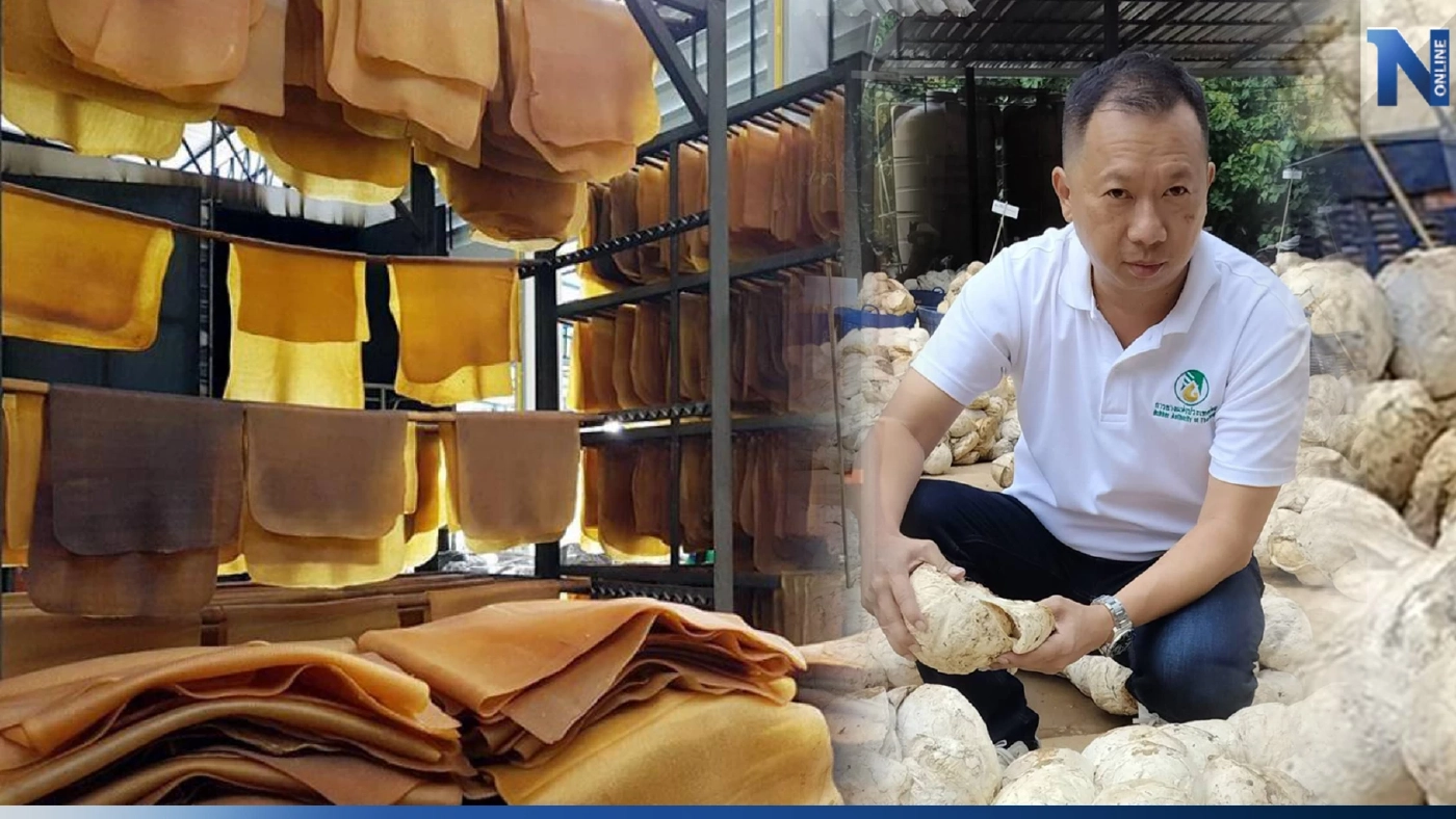 ชาวสวนยางพร้อมรับมือกฎเหล็ก EUDR  กยท. ย้ำโอกาสทองขยายตลาดของไทย