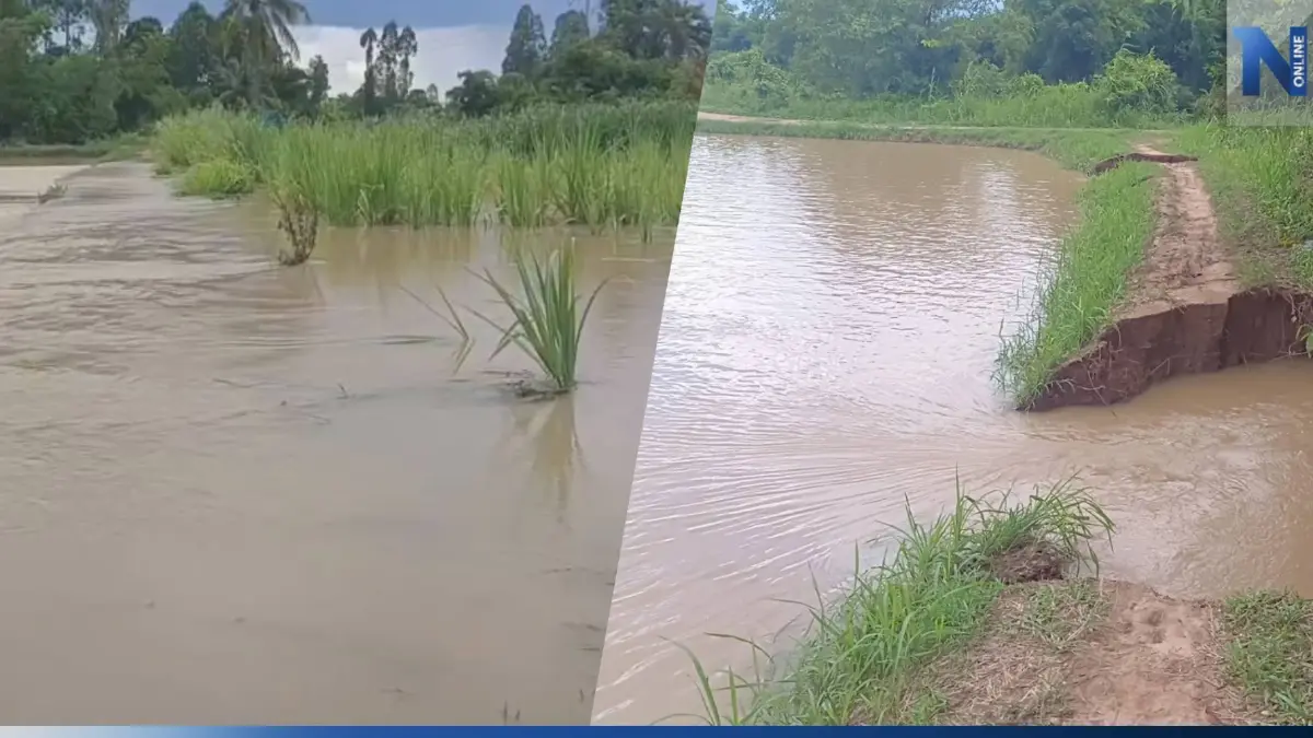 ฝนกระหน่ำชัยภูมิตลอดคืน "น้ำป่า" ทะลักท่วมนาข้าว เสียหายกว่า 500 ไร่ ฝนกระหน่ำชัยภูมิตลอดคืน "น้ำป่า" ทะลักท่วมนาข้าว เสียหายกว่า 500 ไร่