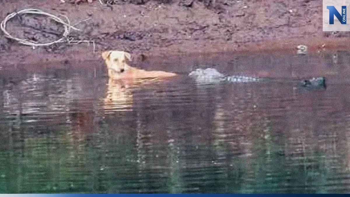 จระเข้ช่วยสุนัขทำไม? เรื่องใหญ่ในวงการวิทยาศาสตร์