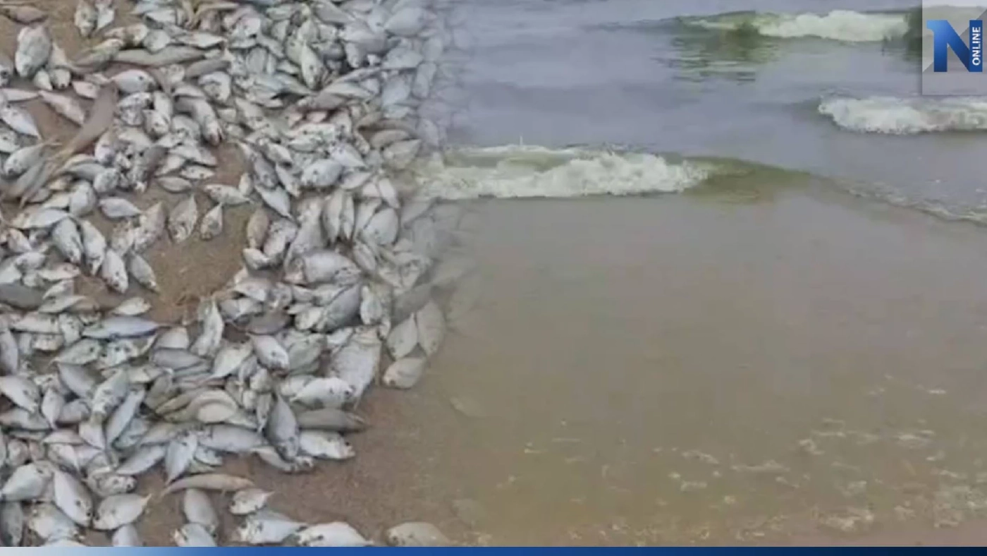 "แพลงก์ตอนบลูม" ปลาขาดอากาศ ตายเกลื่อนหาดบางแสน "แพลงก์ตอนบลูม" ปลาขาดอากาศ ตายเกลื่อนหาดบางแสน