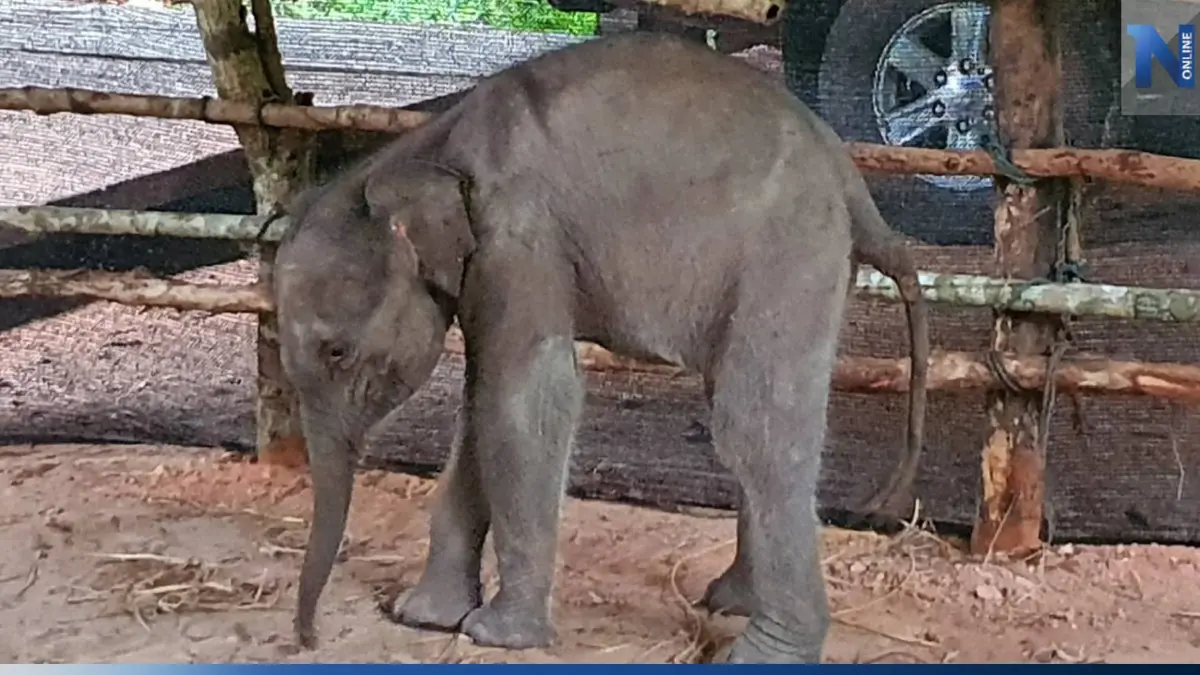 อัปเดตอาการ "ลูกช้างป่าภูวัว" พลัดหลง ร่างกายขาดน้ำ-ถ่ายเหลว อัปเดตอาการ "ลูกช้างป่าภูวัว" พลัดหลง ร่างกายขาดน้ำ-ถ่ายเหลว